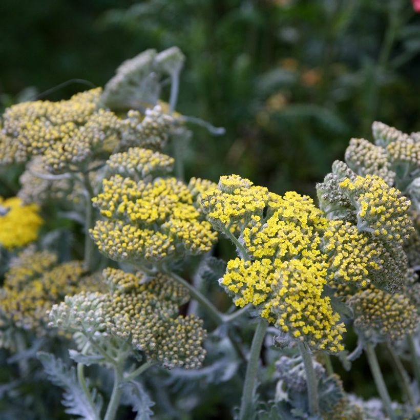 Achillea Little Moonshine - Filzige Schafgarbe (Flowering)