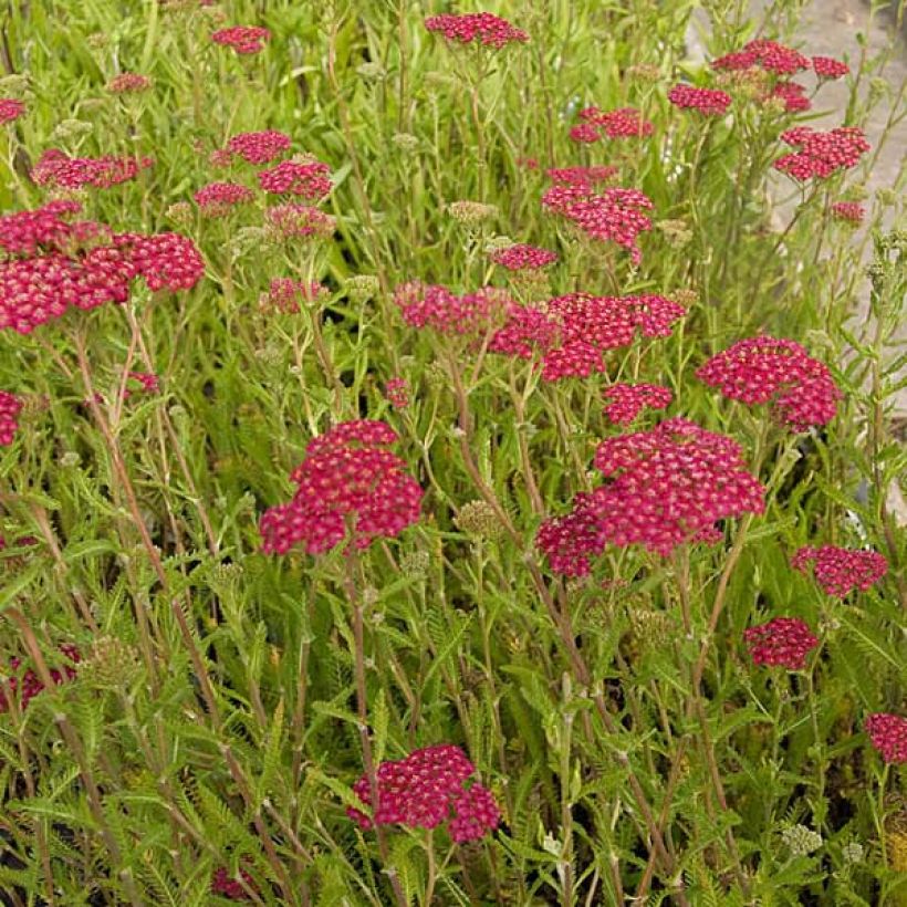 Achillea millefolium Velours - Gemeine Schafgarbe (Wuchs)