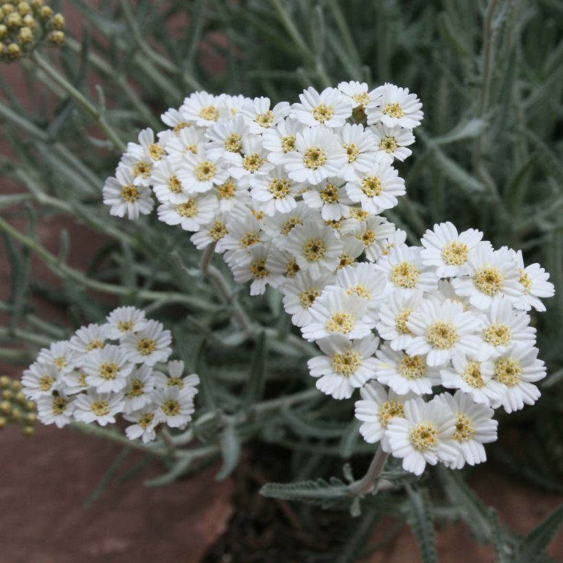 Achillea kellereri - Kellers Schafgarbe (Blüte)