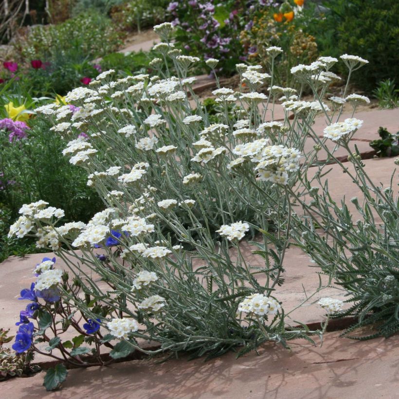Achillea kellereri - Kellers Schafgarbe (Wuchs)