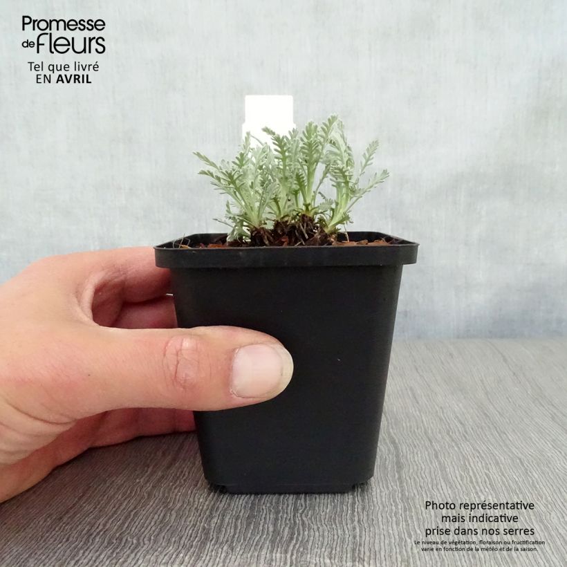 Exemplar von Achillea kellereri - Kellers Schafgarbe Kleine Töpfe von 8/9 cm wie im Frühjahr geliefert