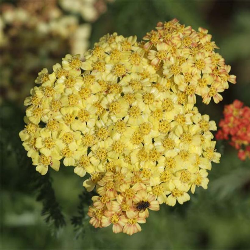 Achillea millefolium Desert Eve Terracotta - Gemeine Schafgarbe (Flowering)