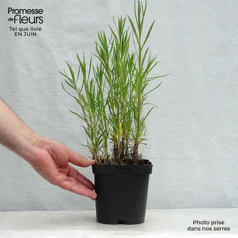 Exemplar von Achillea ptarmica Boule de Neige - Sumpf-Schafgarbe Topf mit 2L/3L wie im Sommer geliefert