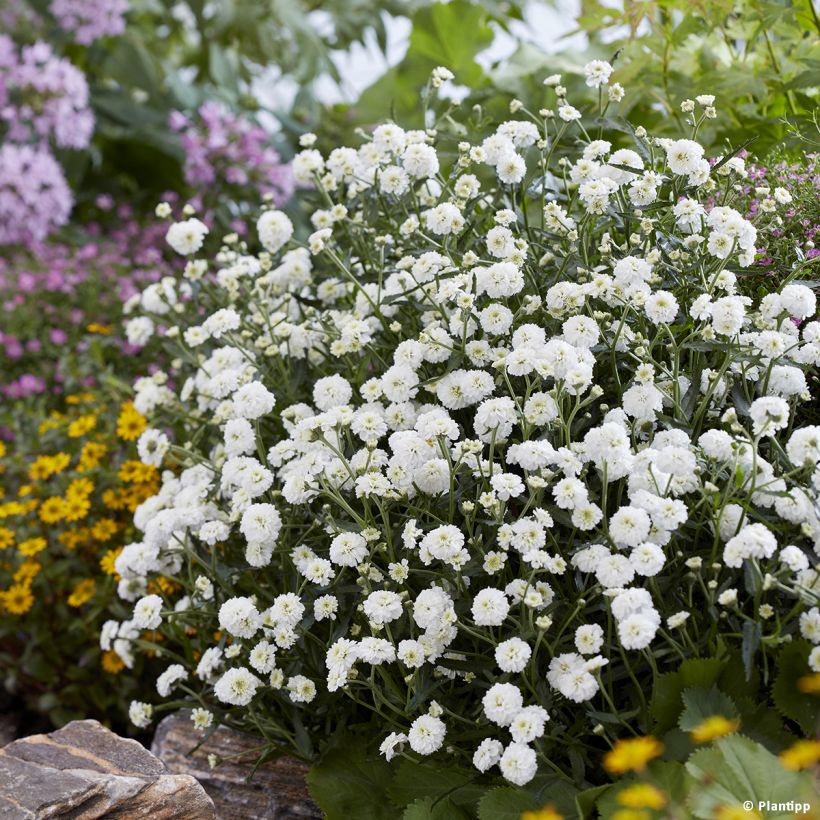 Achillea ptarmica Diadem - Sumpf-Schafgarbe (Wuchs)