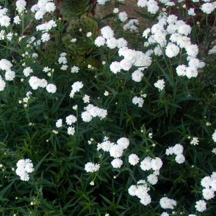 Achillea ptarmica Perry s White - Sumpf-Schafgarbe (Wuchs)