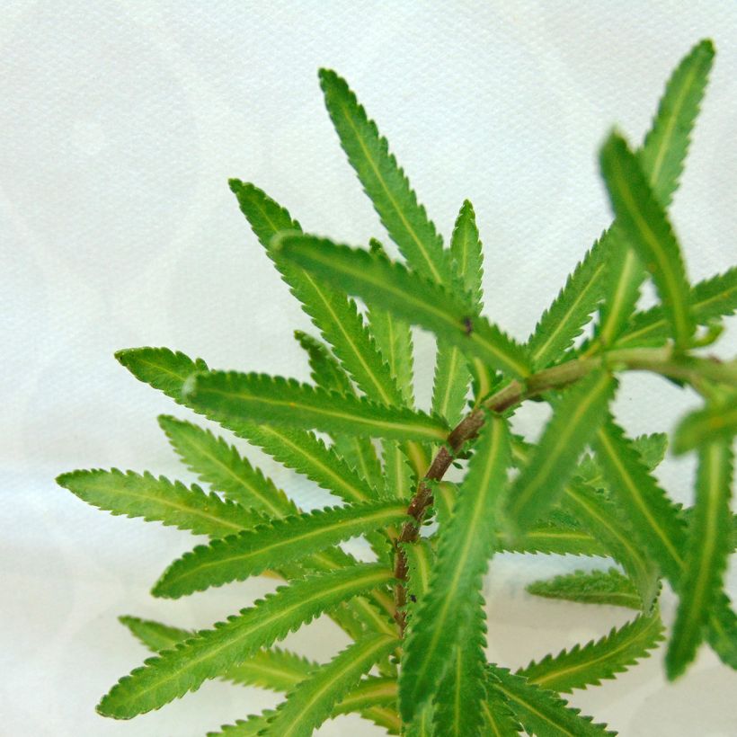 Achillea sibirica var. camtschatica Love Parade - Sibirische Schafgarbe (Foliage)
