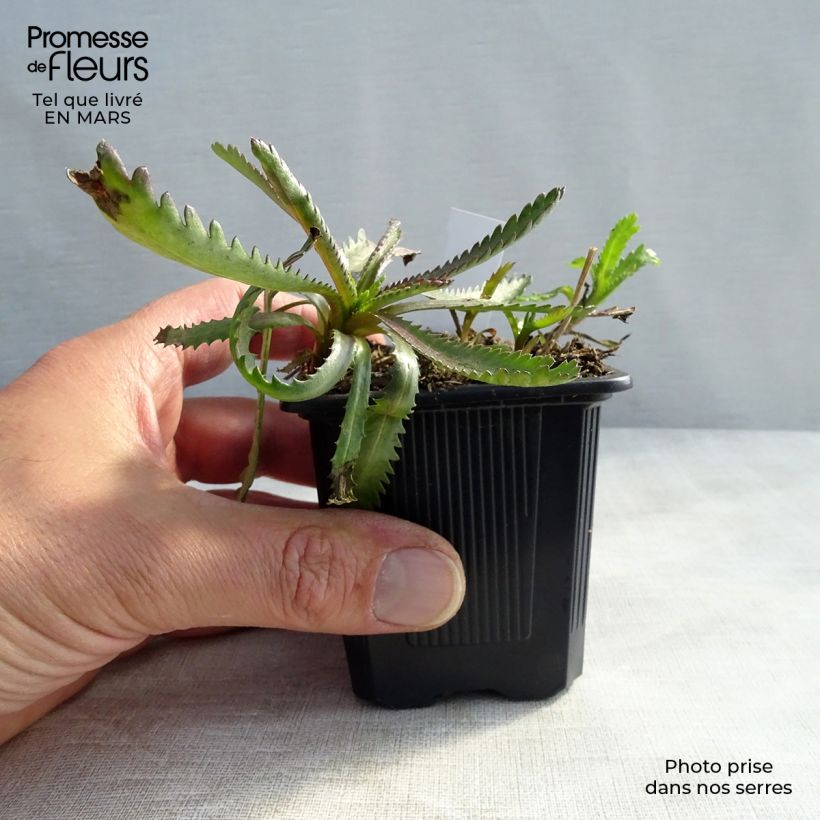 Example of Achillea sibirica var. camtschatica Love Parade - Sibirische Schafgarbe Kleine Töpfe von 8/9 cm as you get in printemps