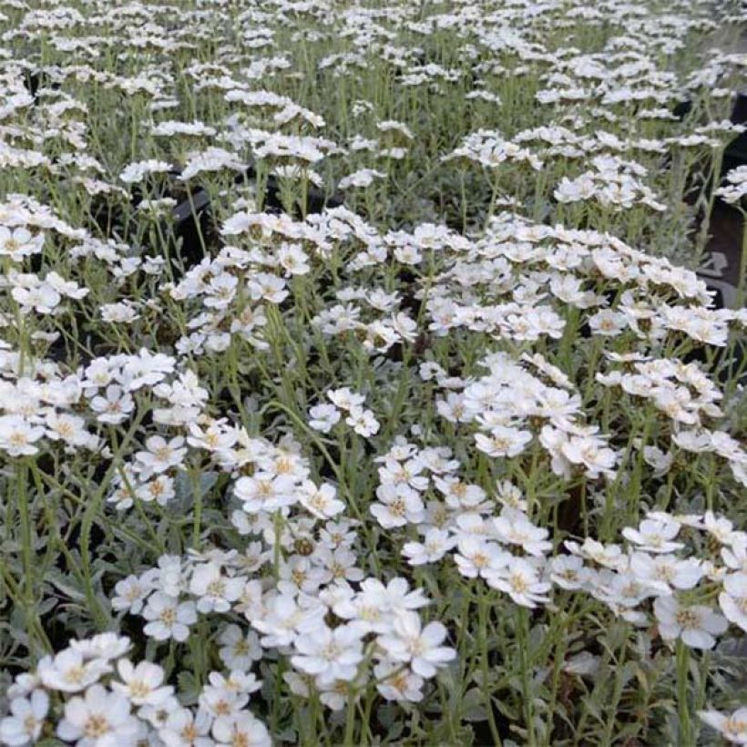 Achillea umbellata - Griechische Silber-Garbe (Flowering)