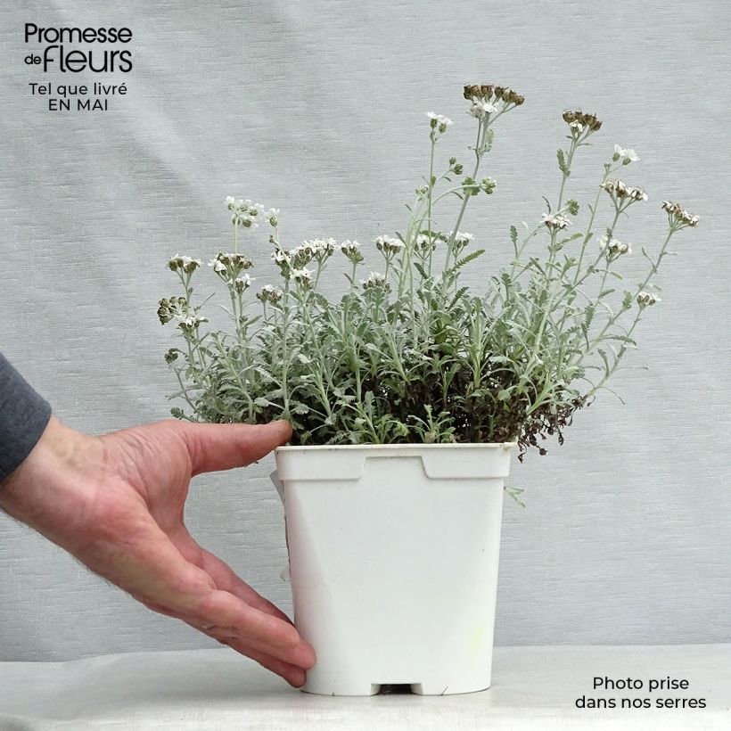 Example of Achillea umbellata - Griechische Silber-Garbe Topf mit 2L/3L as you get in printemps