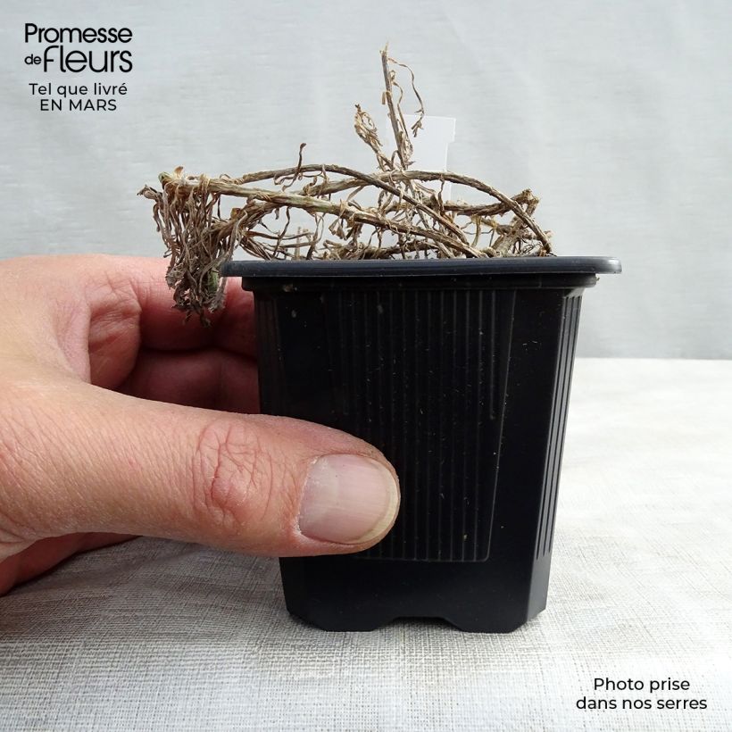 Example of Achillea umbellata - Griechische Silber-Garbe Kleine Töpfe von 8/9 cm as you get in printemps