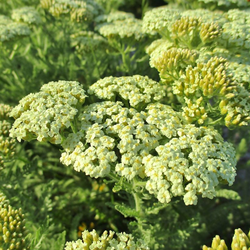 Achillea crithmifolia - Meerfenchelblättrige Schafgarbe (Flowering)