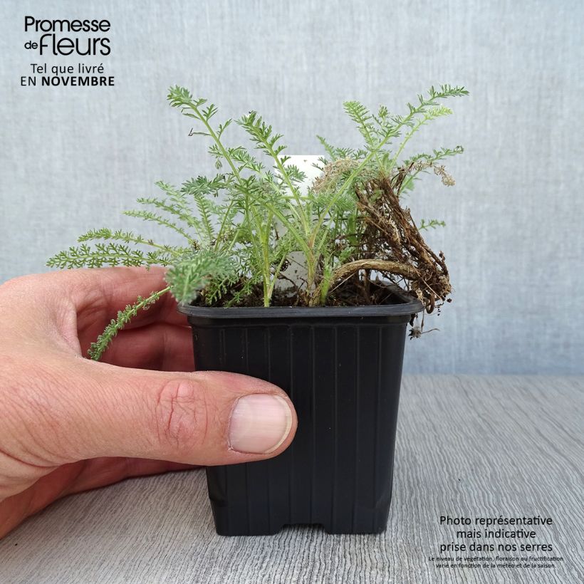 Exemplar von Achillea crithmifolia - Meerfenchelblättrige Schafgarbe Kleine Töpfe von 8/9 cm wie im Herbst geliefert