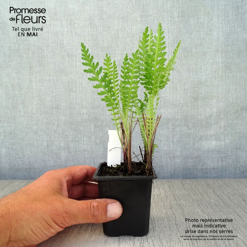 Example of Achillea filipendulina Parker's Variety - Hohe Gelbe Schafgarbe Kleine Töpfe von 8/9 cm as you get in printemps