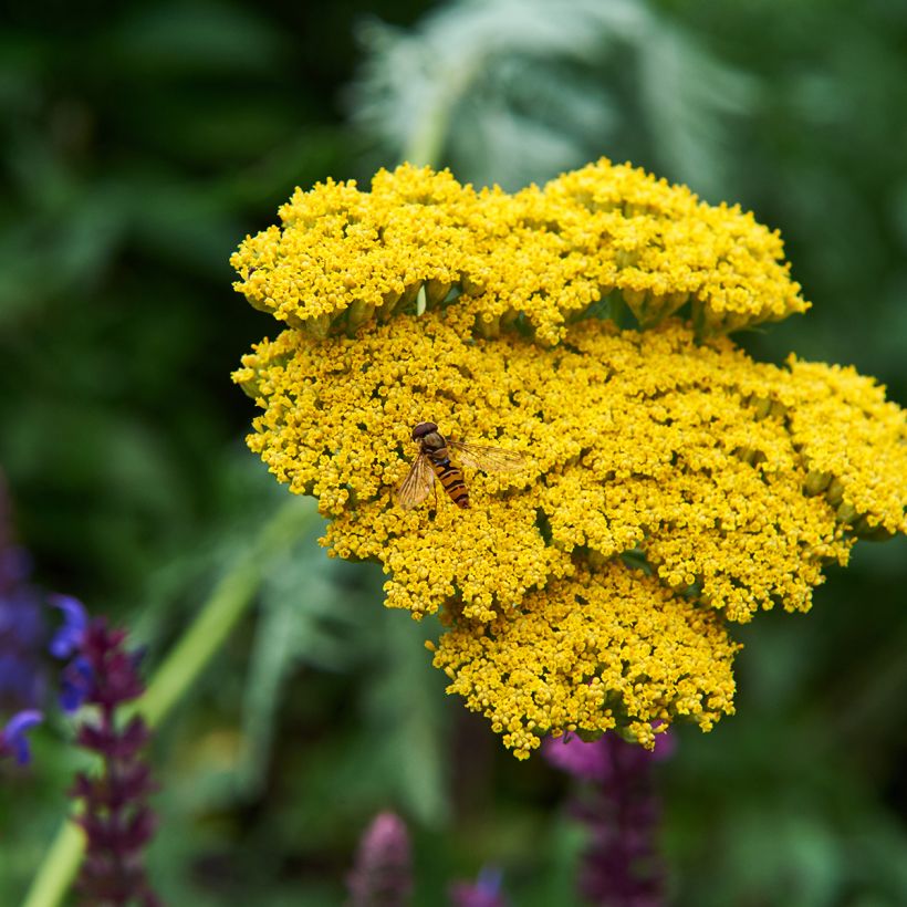 Achillea Coronation Gold - Filzige Schafgarbe (Flowering)