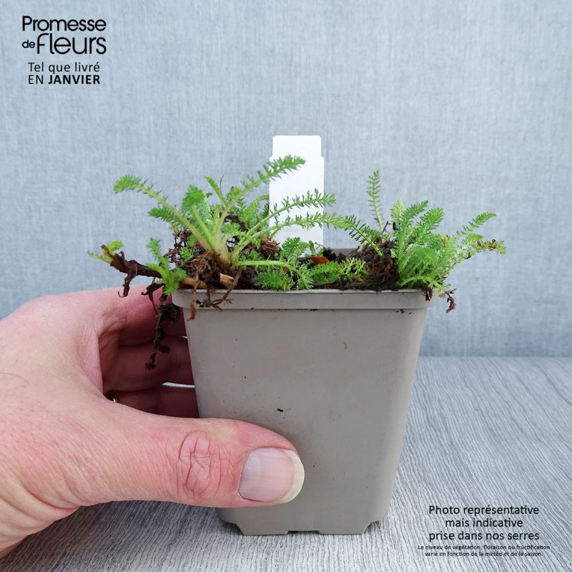 Exemplar von Achillea millefolium Desert Eve Red - Gemeine Schafgarbe Kleine Töpfe von 7/8 cm wie im Winter geliefert