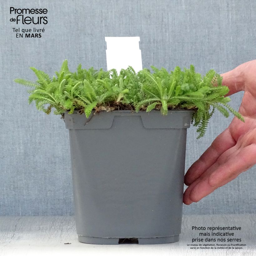 Exemplar von Achillea millefolium Desert Eve Red - Gemeine Schafgarbe Topf mit 2L/3L wie im Frühjahr geliefert