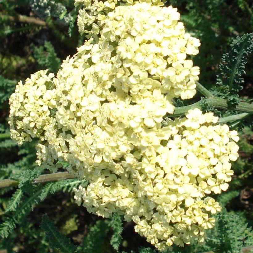 Achillea millefolium Hella Glashoff - Gemeine Schafgarbe (Flowering)