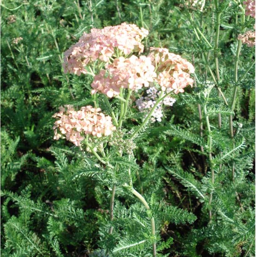 Achillea millefolium Salmon Beauty - Gemeine Schafgarbe (Wuchs)