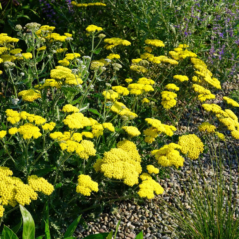 Achillea Moonshine - Filzige Schafgarbe (Wuchs)
