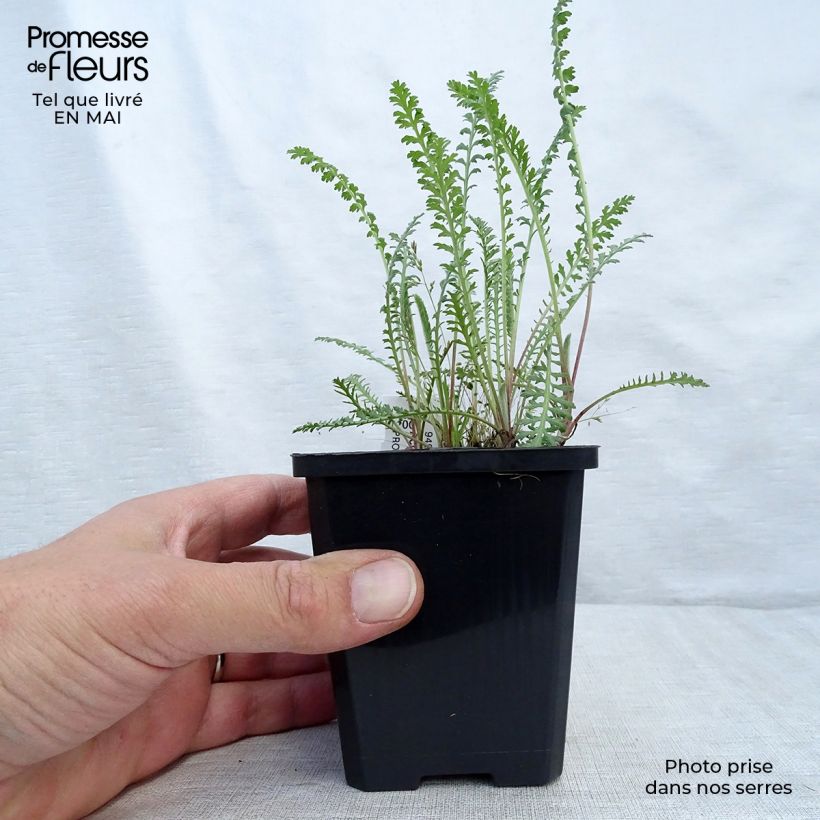 Exemplar von Achillea millefolium Walter Funcke - Gemeine Schafgarbe Kleine Töpfe von 8/9 cm wie im Frühjahr geliefert