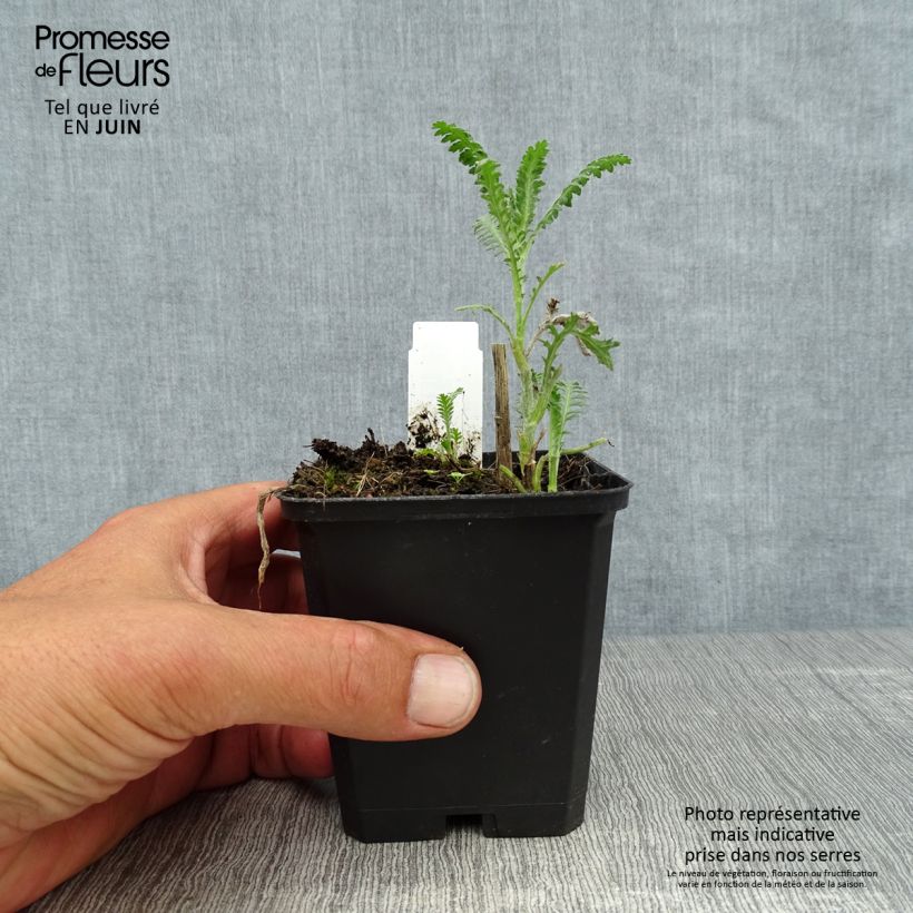 Exemplar von Achillea millefolium Walter Funcke - Gemeine Schafgarbe Kleine Töpfe von 8/9 cm wie im Sommer geliefert