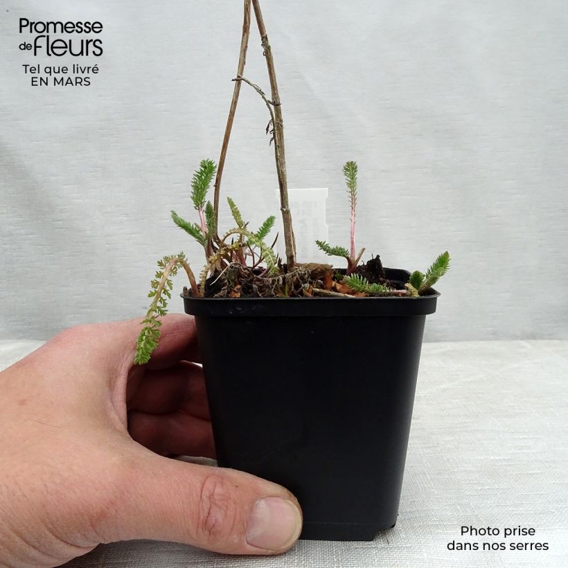 Example of Achillea filipendulina Helios - Hohe Gelbe Schafgarbe Kleine Töpfe von 8/9 cm as you get in printemps