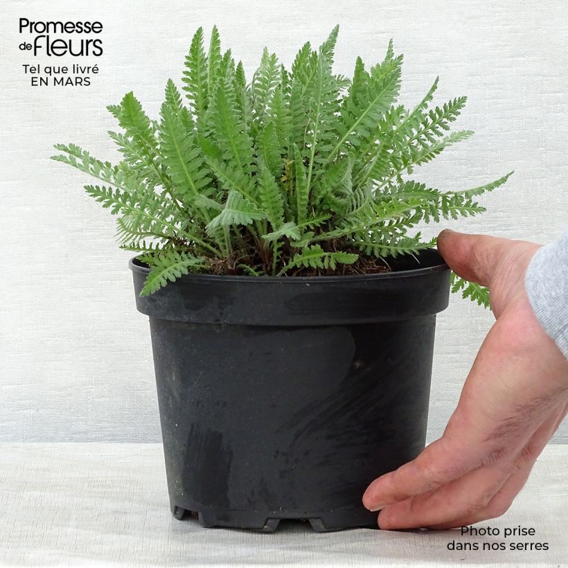 Exemplar von Achillea fillipendulina Cloth of Gold - Hohe Gelbe Schafgarbe Topf mit 2L/3L wie im Frühjahr geliefert