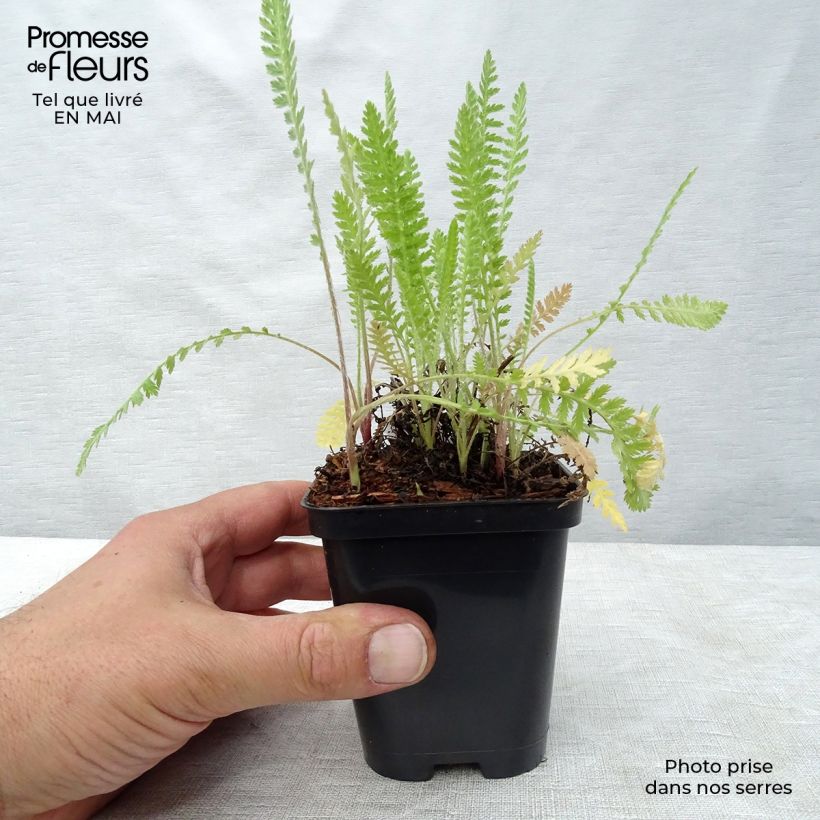 Exemplar von Achillea fillipendulina Cloth of Gold - Hohe Gelbe Schafgarbe Kleine Töpfe von 8/9 cm wie im Frühjahr geliefert