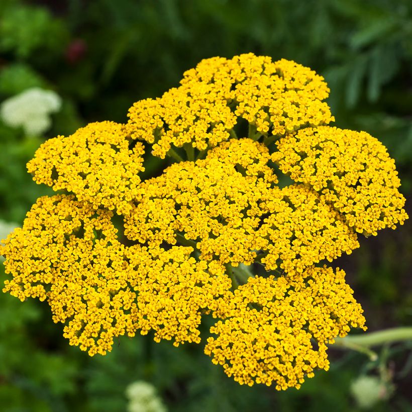 Achillea filipendulina Golden Plate - Hohe Gelbe Schafgarbe (Flowering)