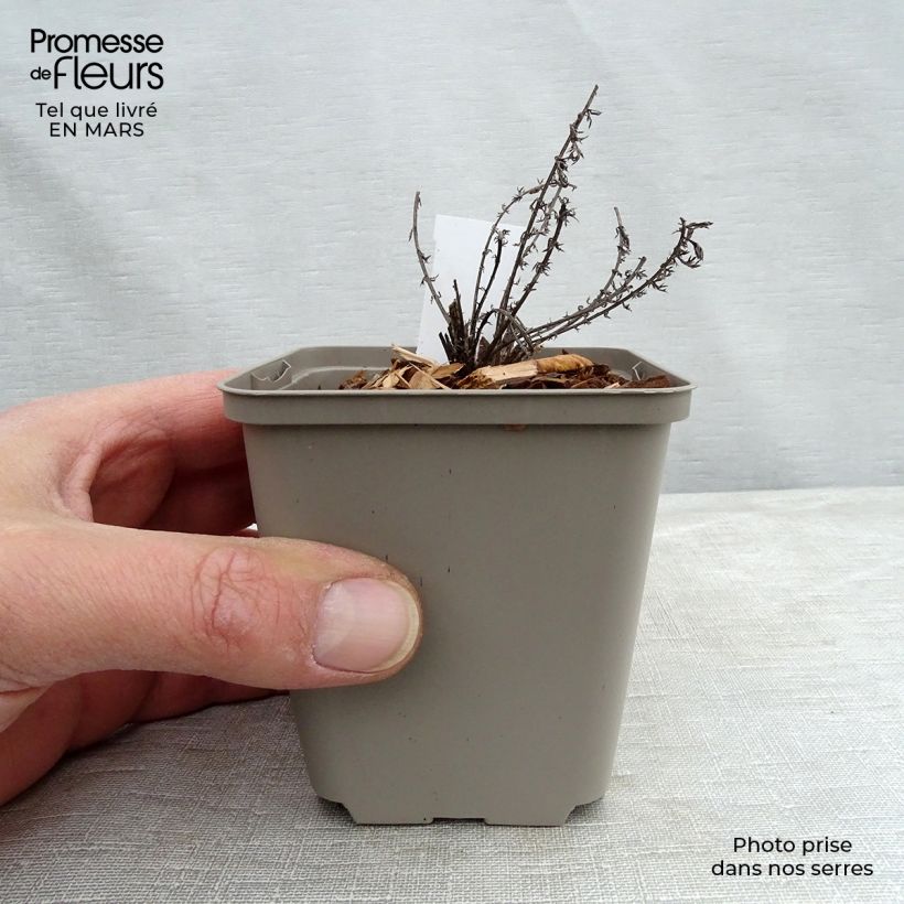 Exemplar von Achillea millefolium Hannelore Pahl - Gemeine Schafgarbe Kleine Töpfe von 8/9 cm wie im Frühjahr geliefert