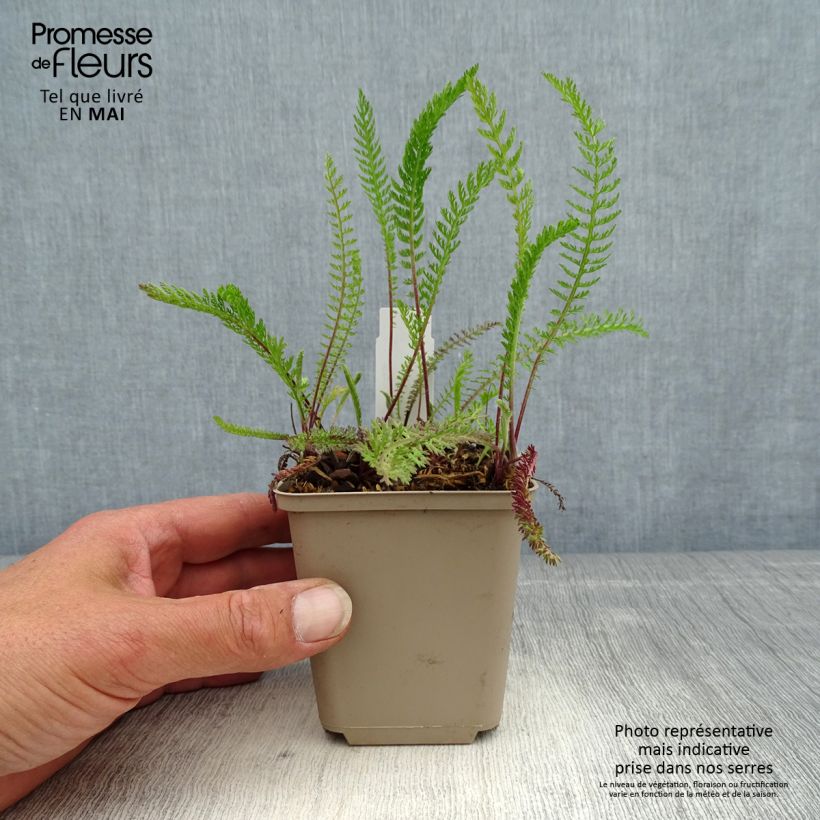 Exemplar von Achillea millefolium Red Beauty - Gemeine Schafgarbe Kleine Töpfe von 8/9 cm wie im Frühjahr geliefert