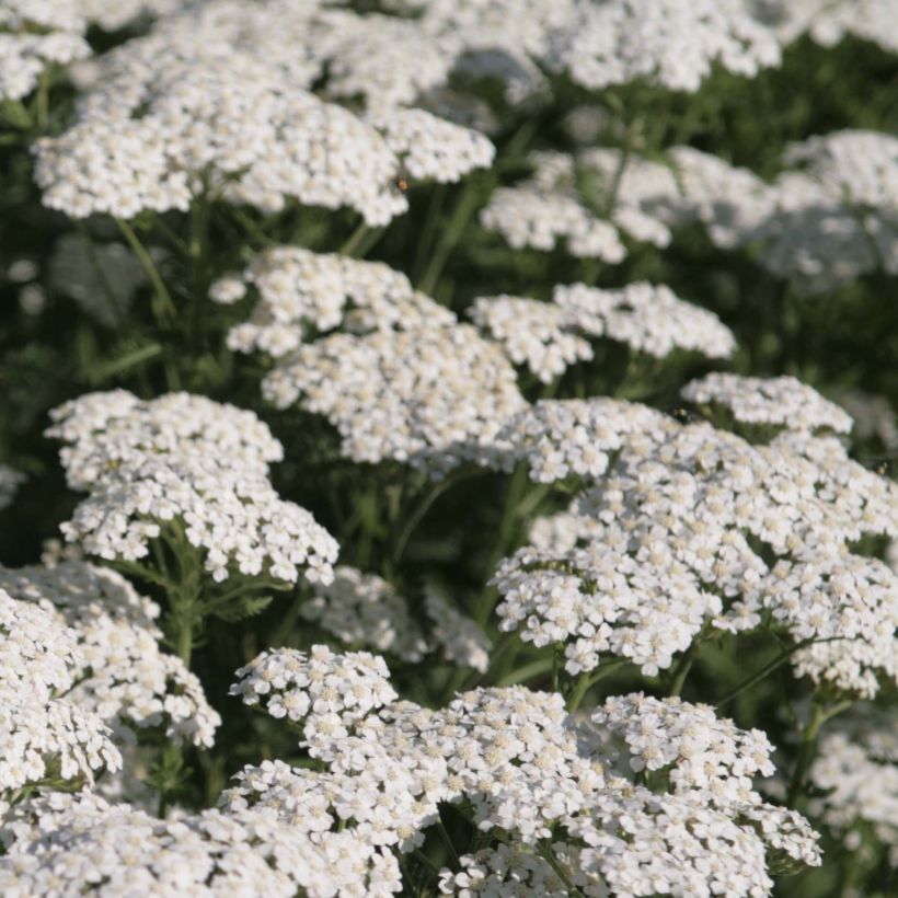 Achillea millefolium Schneetaler - Gemeine Schafgarbe (Blüte)