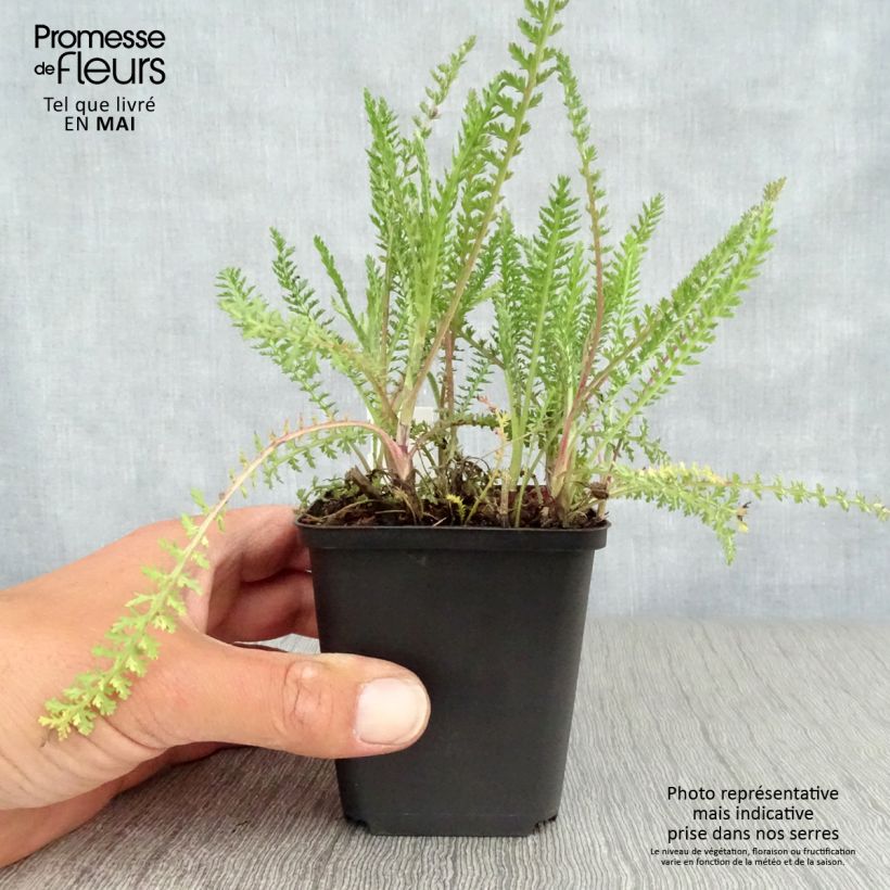 Example of Achillea millefolium Tutti Frutti Apricot Delight - Gemeine Schafgarbe Kleine Töpfe von 8/9 cm as you get in printemps