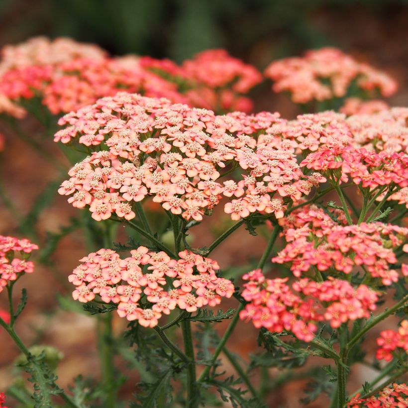 Achillea millefolium Tutti Frutti Apricot Delight - Gemeine Schafgarbe (Flowering)