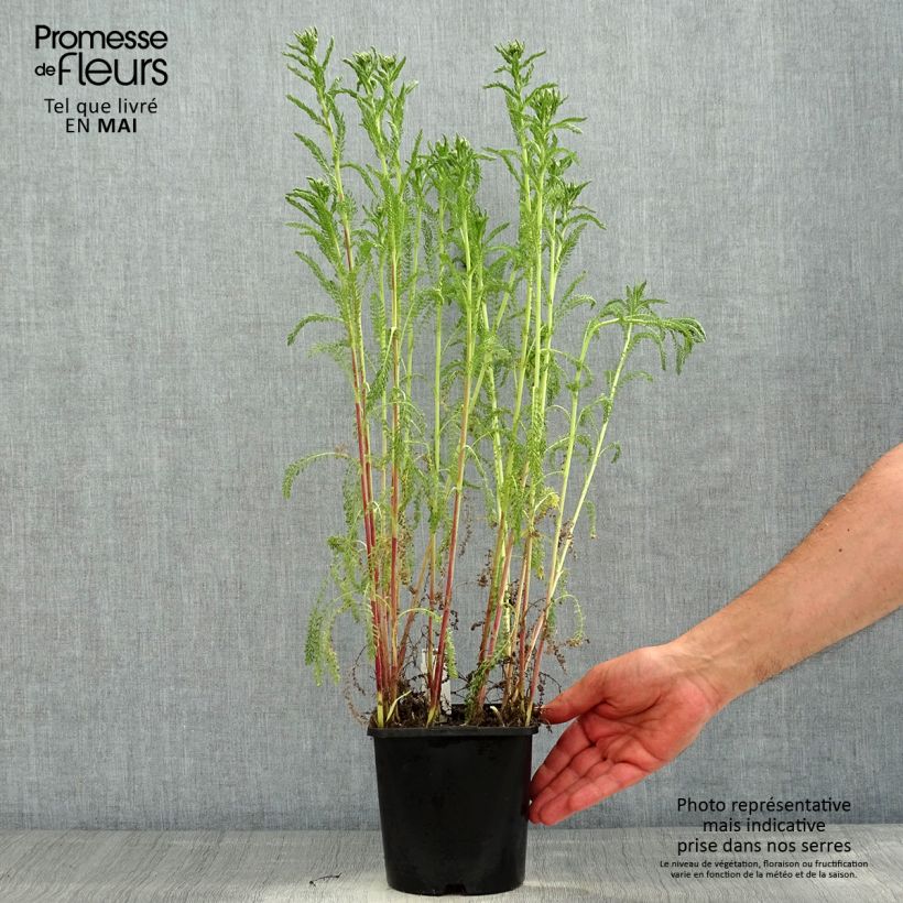 Example of Achillea millefolium Tutti Frutti Apricot Delight - Gemeine Schafgarbe Topf mit 2L/3L as you get in printemps