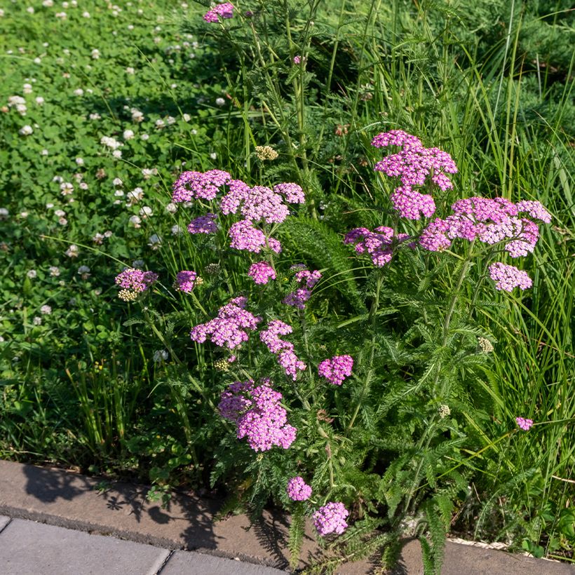 Achillea millefolium Cerise Queen - Gemeine Schafgarbe (Wuchs)