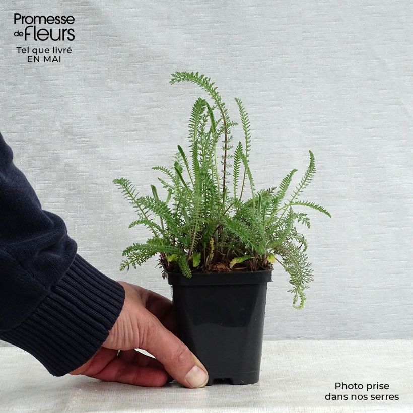 Exemplar von Achillea millefolium Cerise Queen - Gemeine Schafgarbe Kleine Töpfe von 8/9 cm wie im Frühjahr geliefert