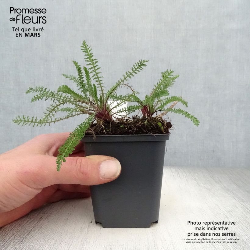 Example of Achillea millefolium Excel - Gemeine Schafgarbe Kleine Töpfe von 8/9 cm as you get in printemps