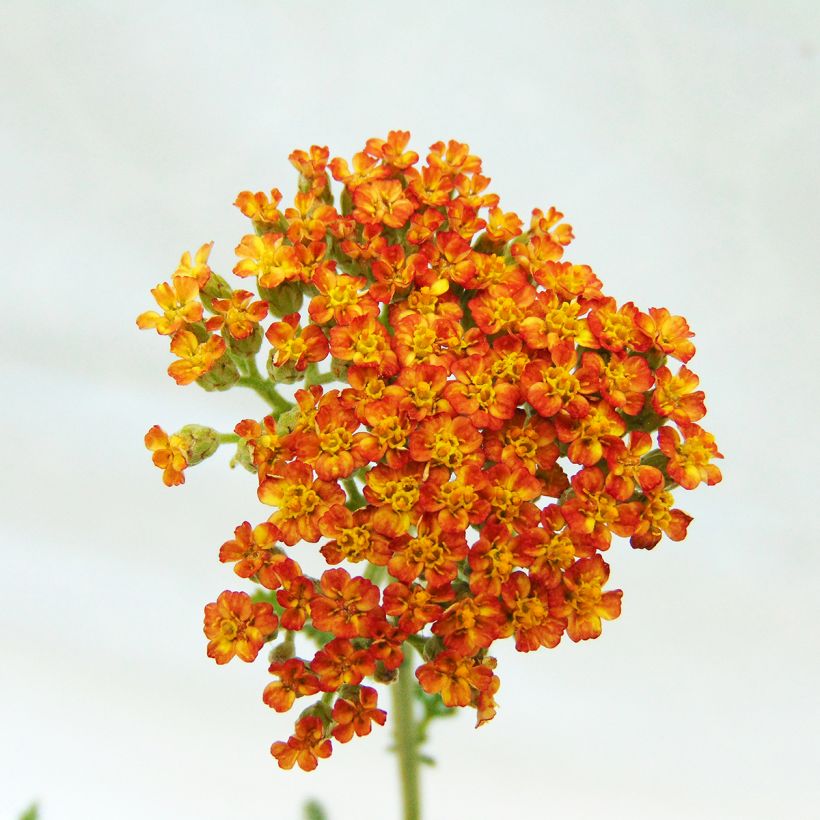 Achillea millefolium Feuerland - Gemeine Schafgarbe (Flowering)