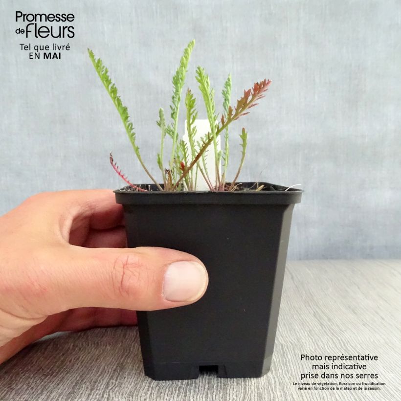 Example of Achillea millefolium Feuerland - Gemeine Schafgarbe Kleine Töpfe von 8/9 cm as you get in printemps