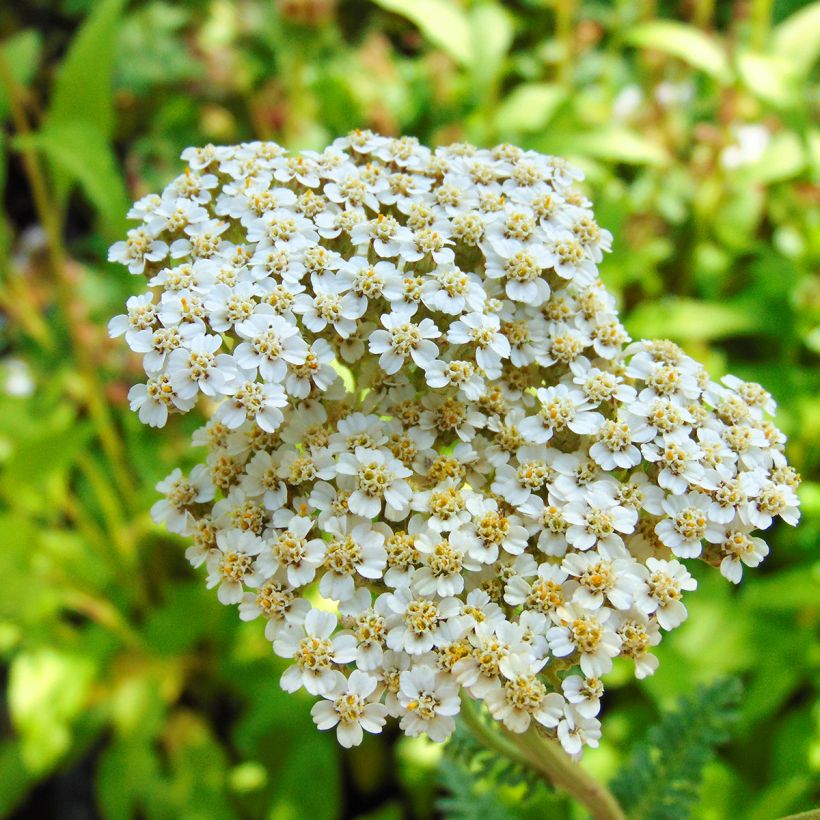Achillea millefolium Heinrich Vogeler - Gemeine Schafgarbe (Flowering)