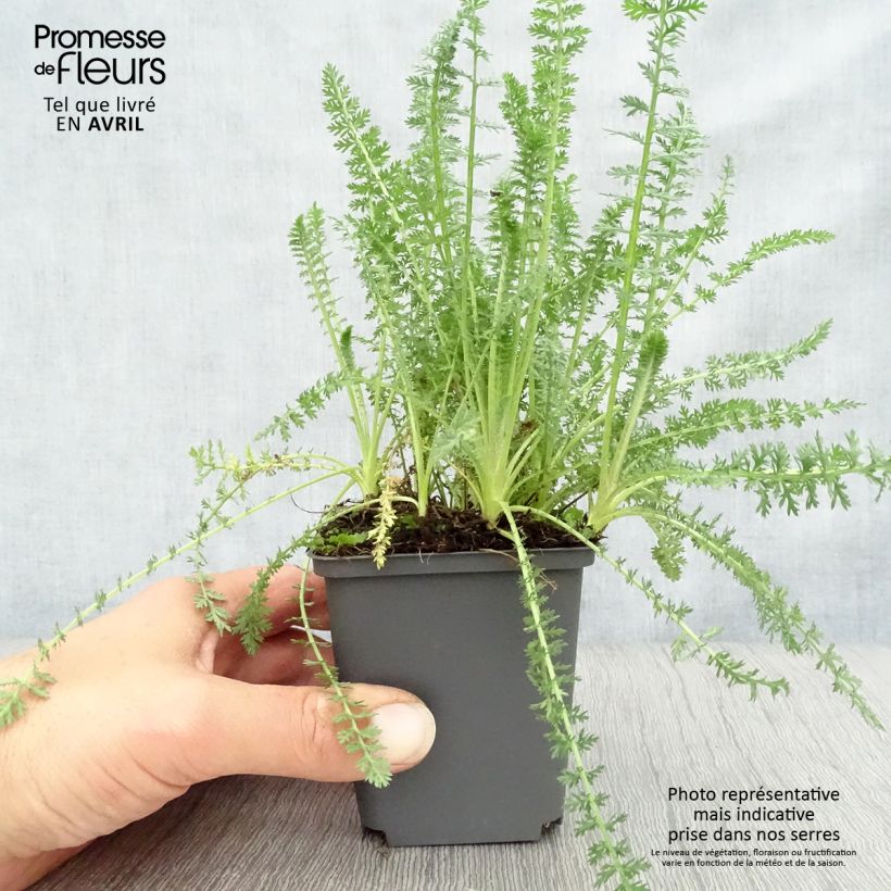 Example of Achillea millefolium Heinrich Vogeler - Gemeine Schafgarbe Kleine Töpfe von 8/9 cm as you get in printemps