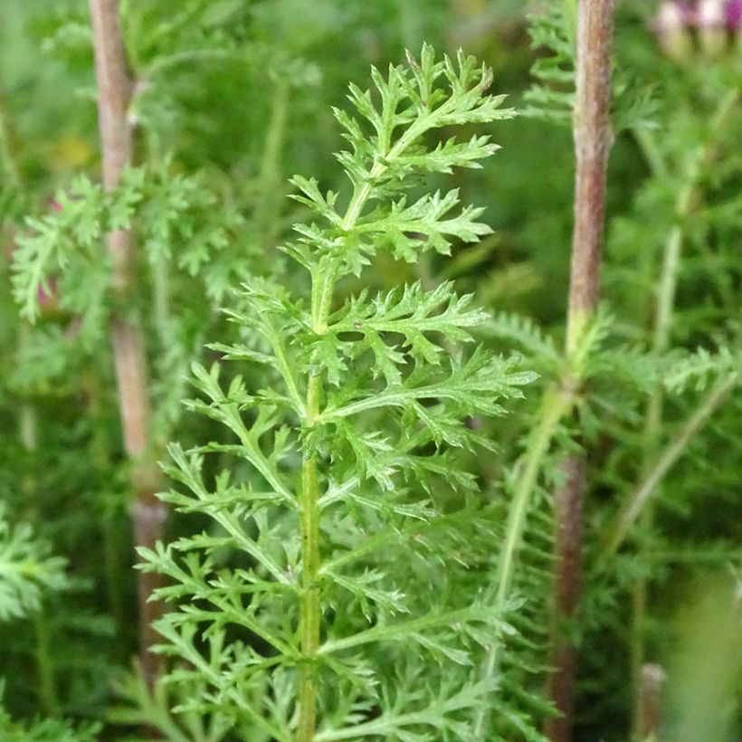 Achillea millefolium New Vintage Violet - Gemeine Schafgarbe (Laub)