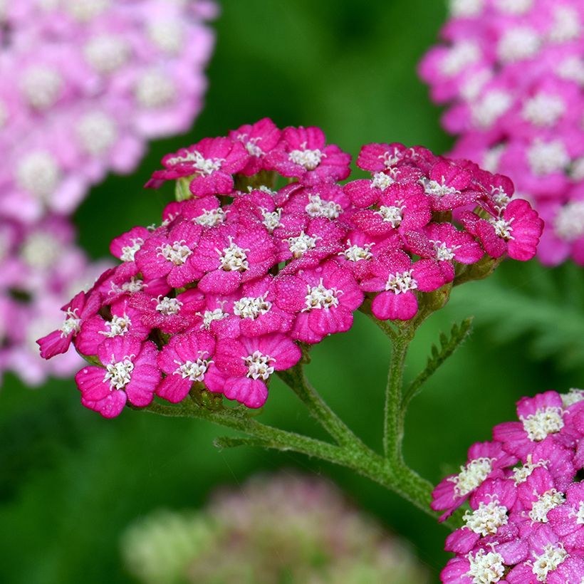 Achillea millefolium New Vintage Violet - Gemeine Schafgarbe (Blüte)