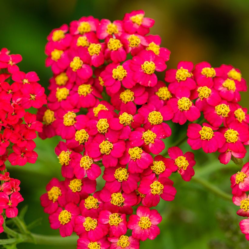 Achillea millefolium Paprika - Gemeine Schafgarbe (Flowering)
