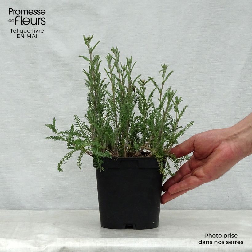 Example of Achillea millefolium Paprika - Gemeine Schafgarbe Topf mit 2L/3L as you get in printemps