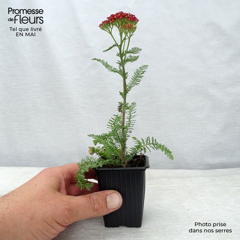 Example of Achillea millefolium Paprika - Gemeine Schafgarbe Kleine Töpfe von 7/8 cm as you get in printemps