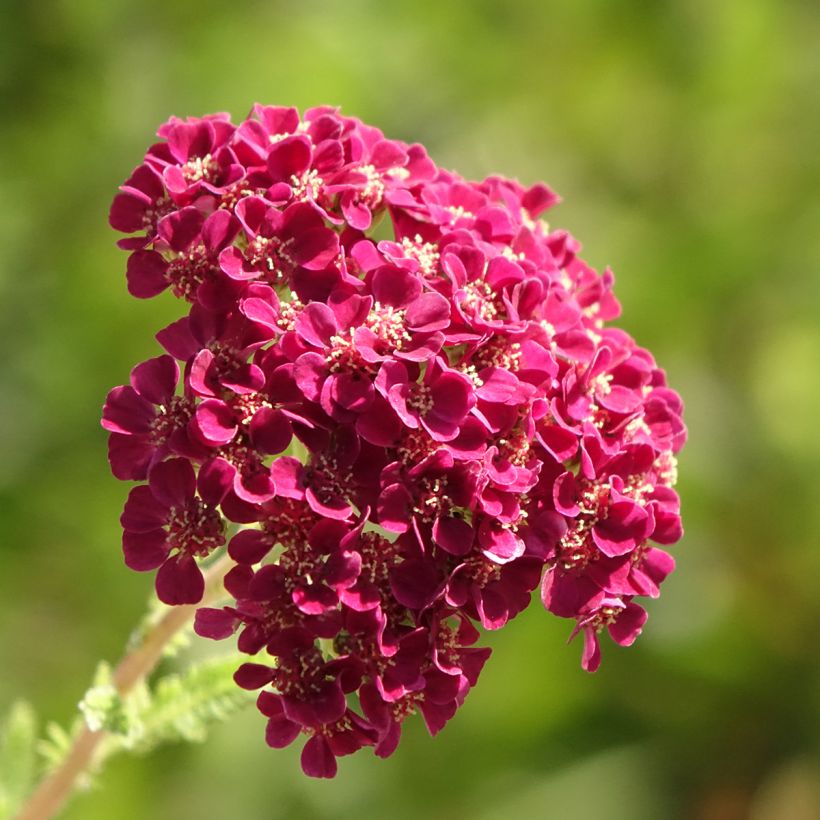 Achillea millefolium Pomegranate - Gemeine Schafgarbe (Blüte)