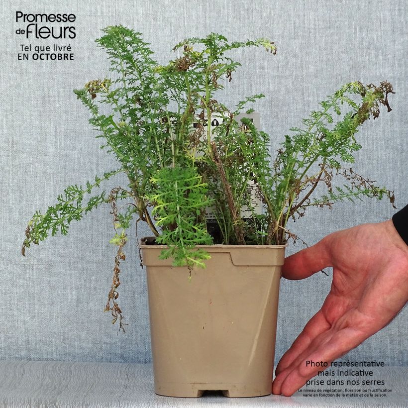 Exemplar von Achillea millefolium Pomegranate - Gemeine Schafgarbe Topf mit 2L/3L wie im Herbst geliefert