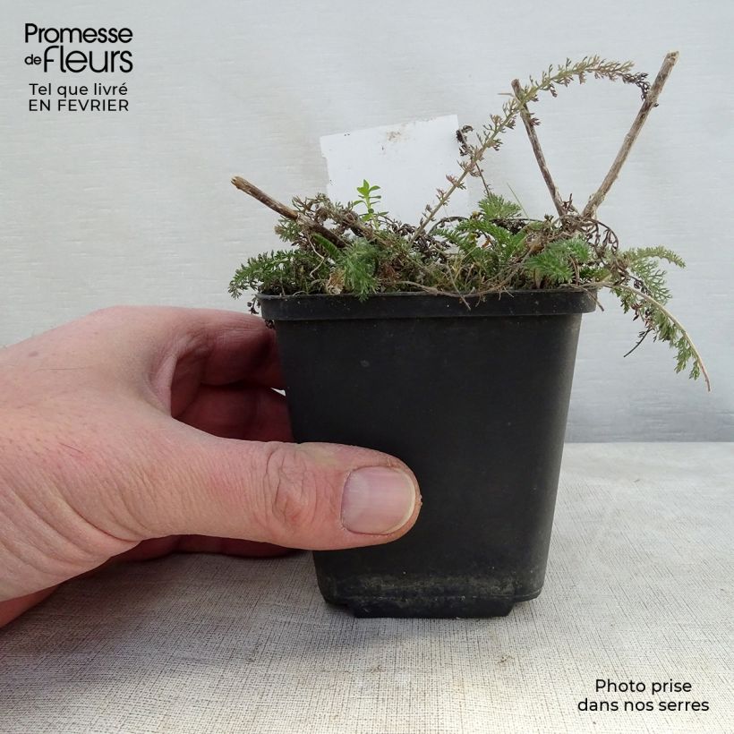 Exemplar von Achillea millefolium Salmon Beauty - Gemeine Schafgarbe Kleine Töpfe von 8/9 cm wie im Winter geliefert